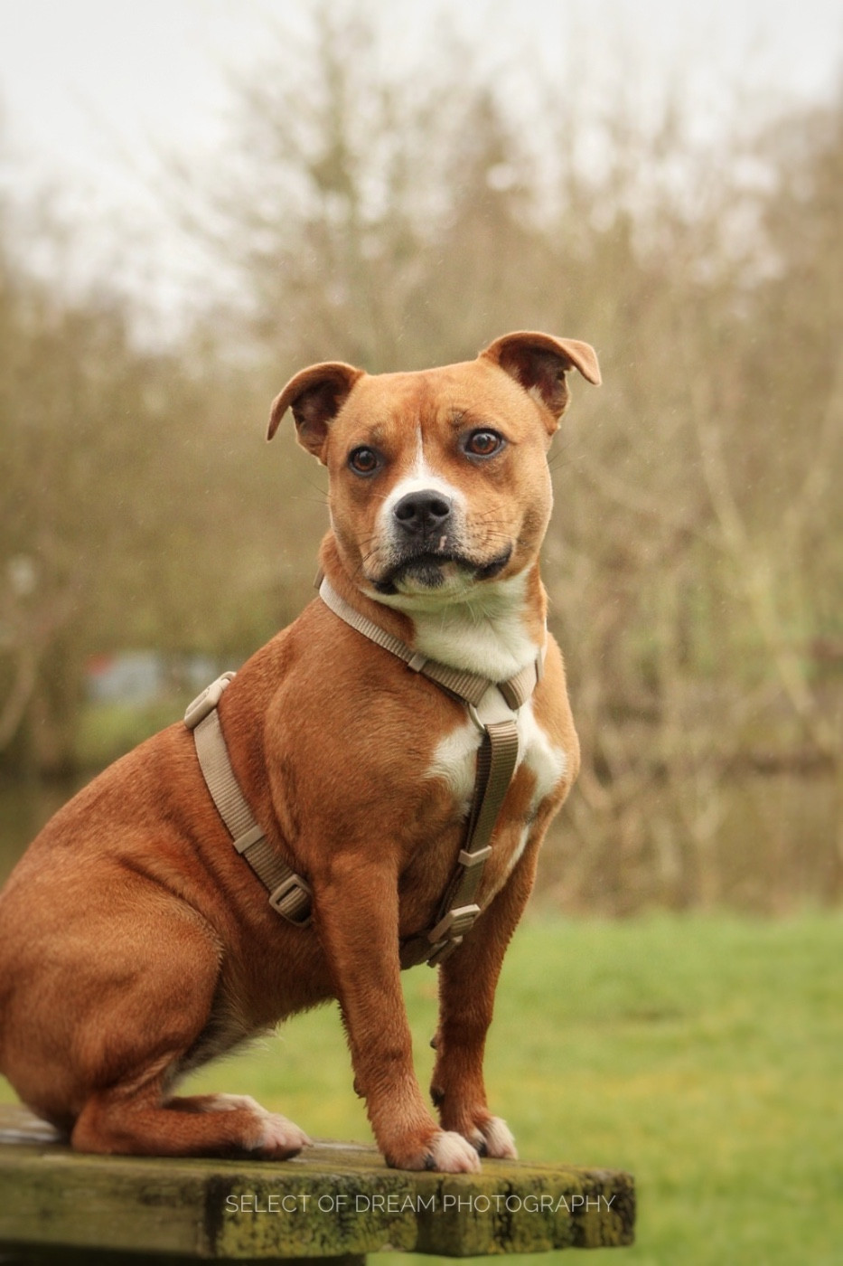 Arkane dit Abby de Select Of Dream