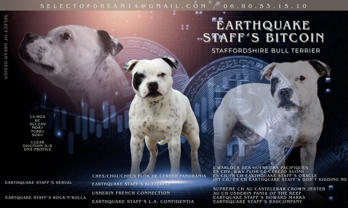 Disponible pour Saillie !