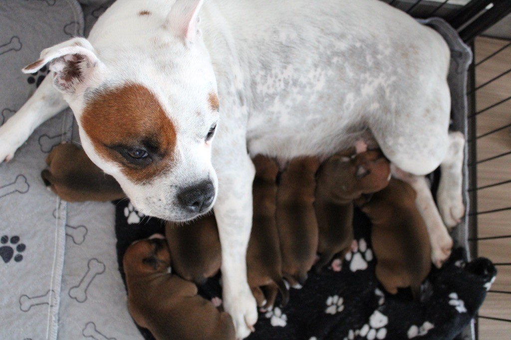 Chiots Disponible portée Arkane 