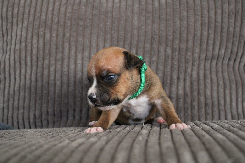 Select Of Dream - Chiots disponibles - Staffordshire Bull Terrier