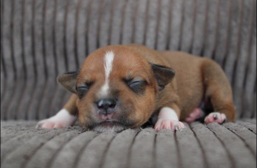 Select Of Dream - Chiots disponibles - Staffordshire Bull Terrier