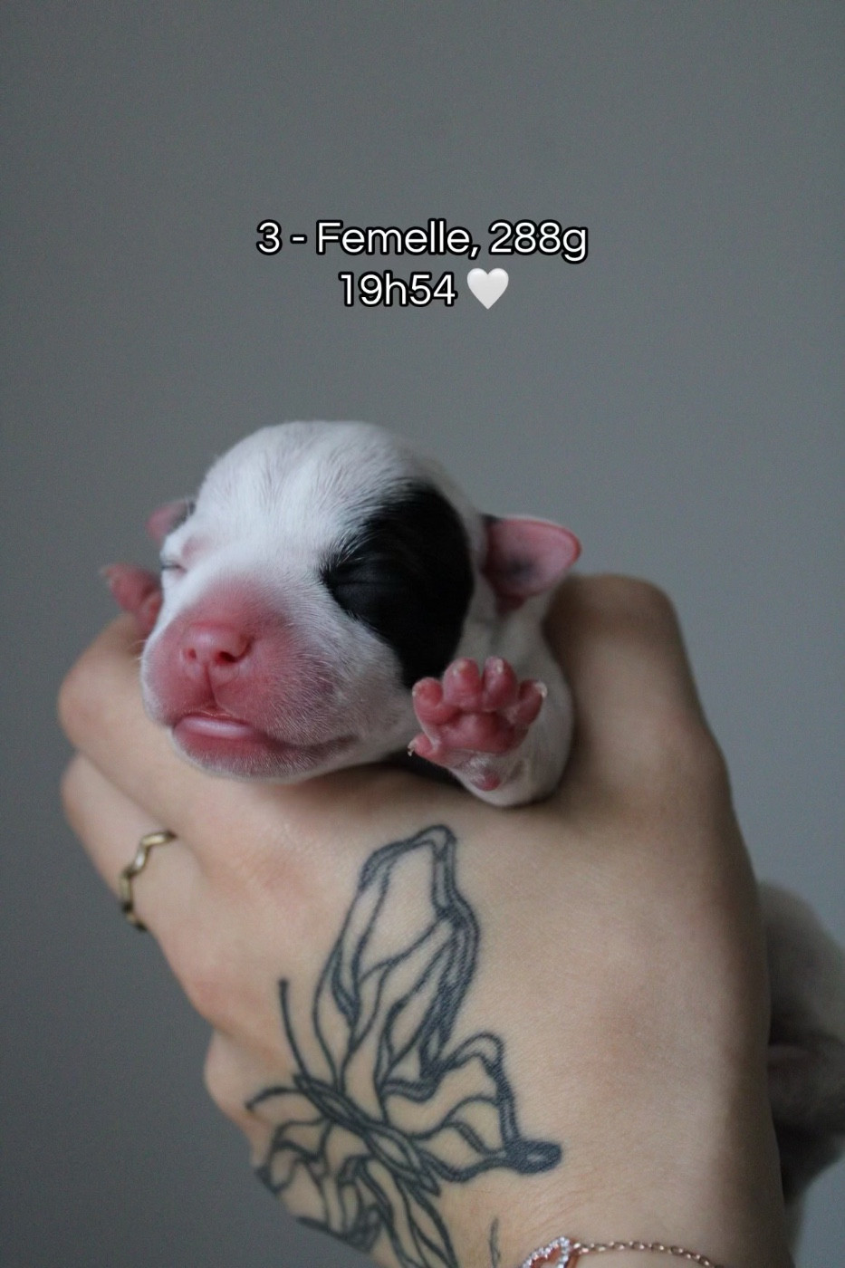 Select Of Dream - Chiots disponibles - Staffordshire Bull Terrier