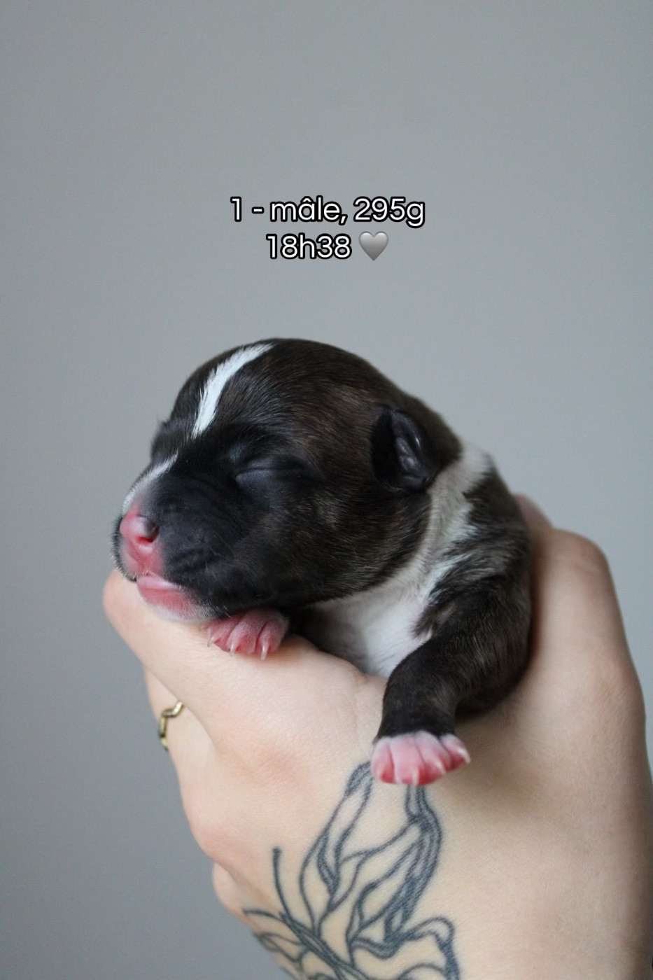 Select Of Dream - Chiots disponibles - Staffordshire Bull Terrier