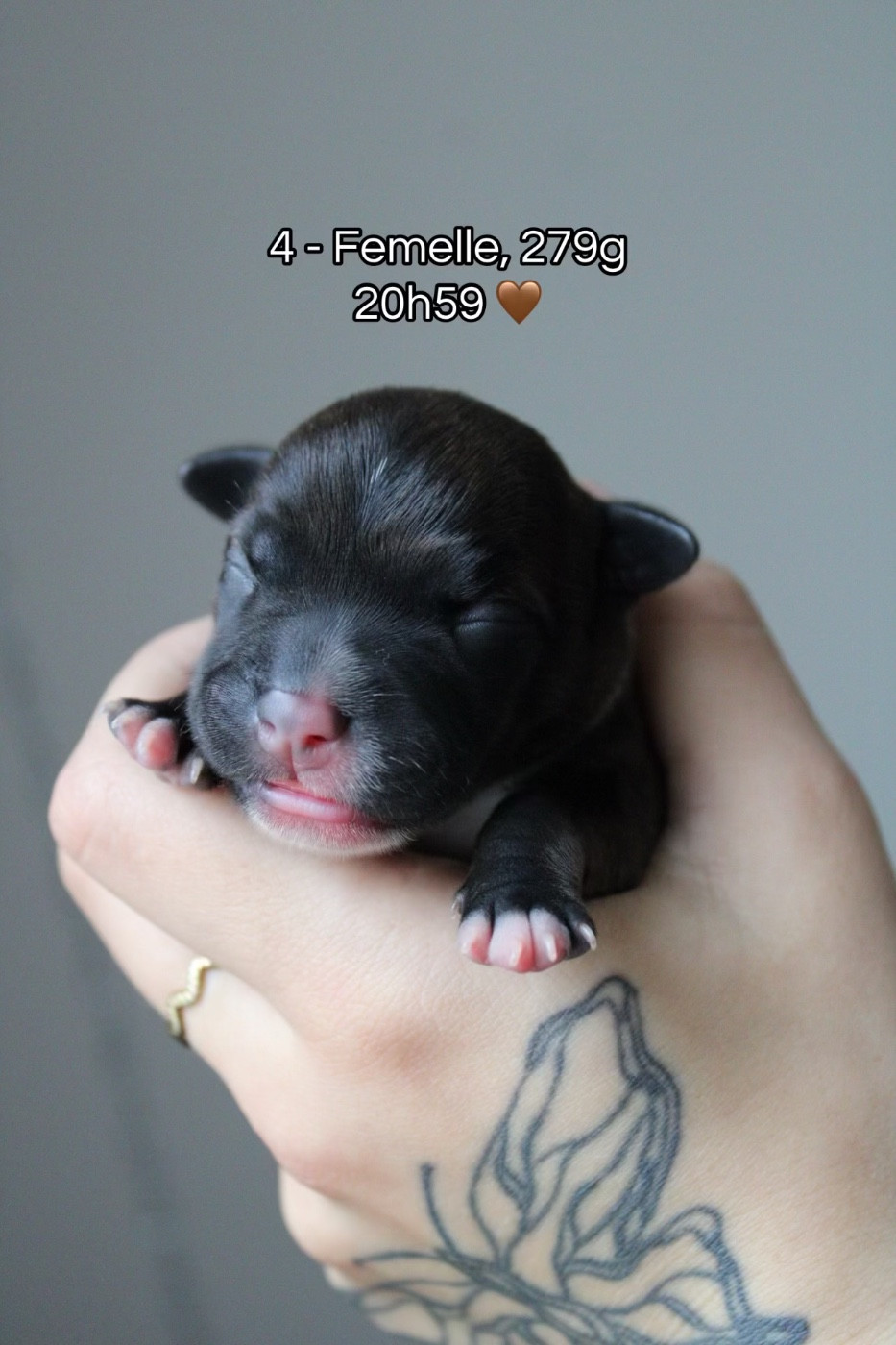 Select Of Dream - Chiots disponibles - Staffordshire Bull Terrier