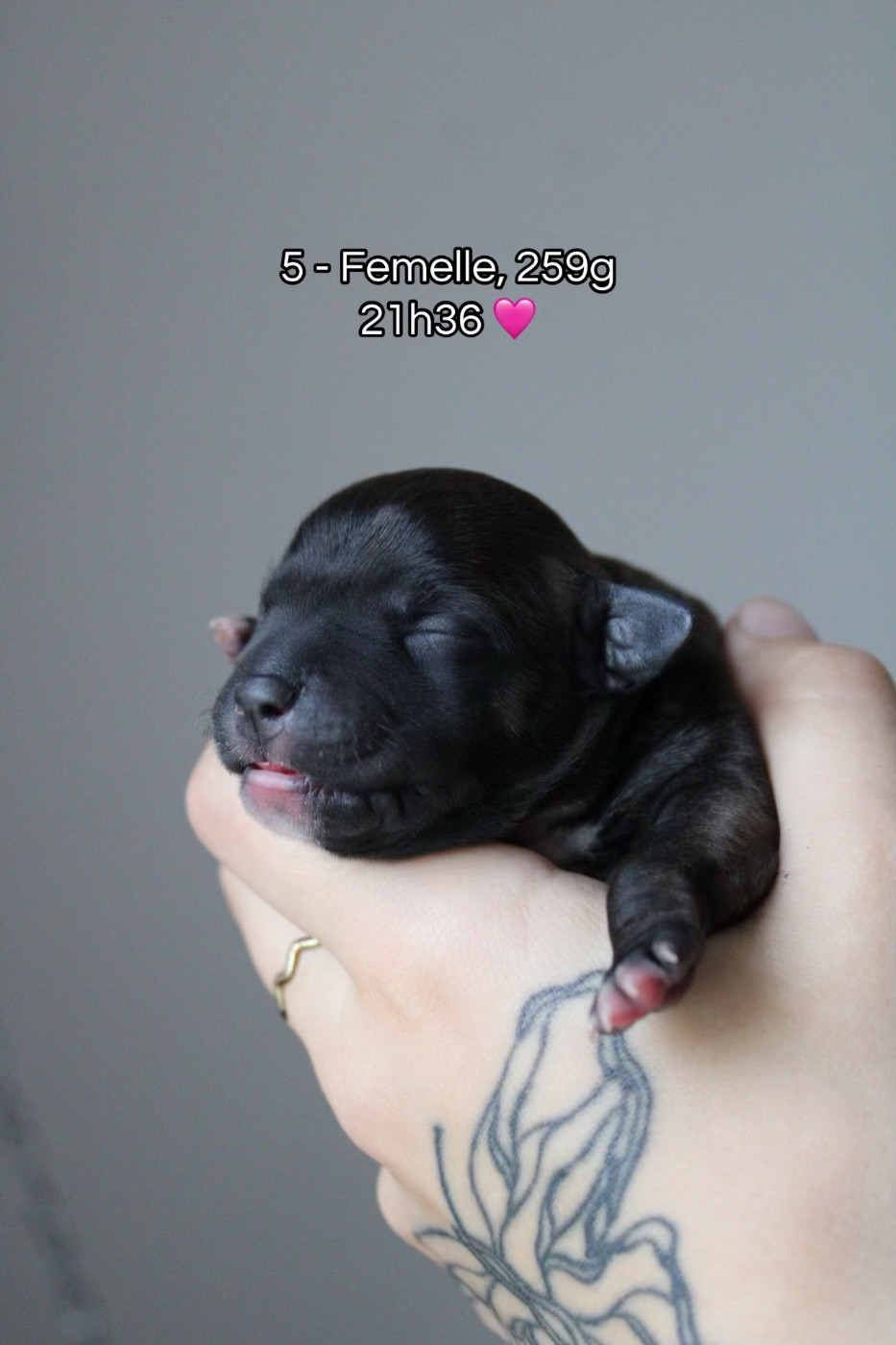 Select Of Dream - Chiots disponibles - Staffordshire Bull Terrier