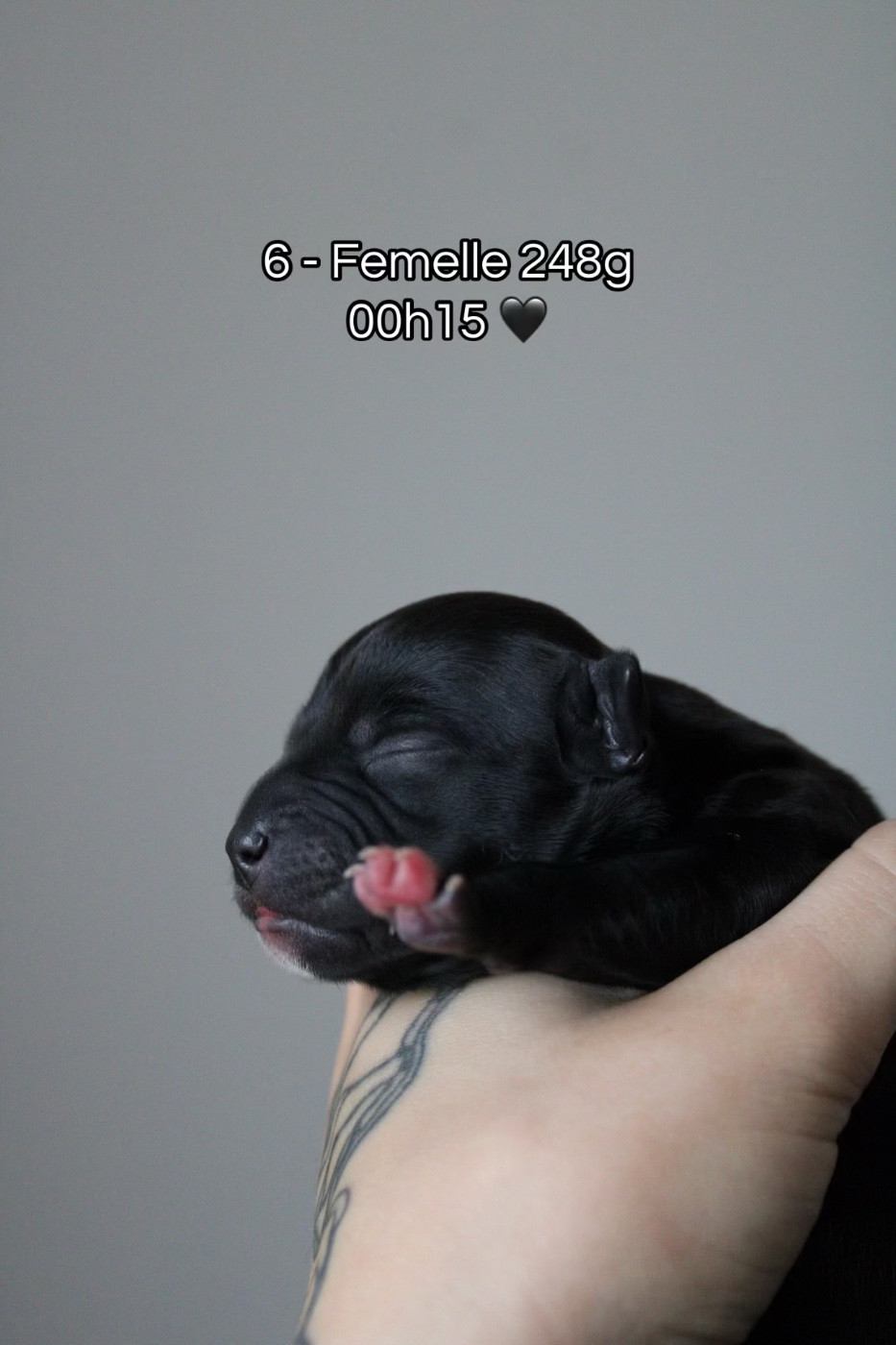 Select Of Dream - Chiots disponibles - Staffordshire Bull Terrier