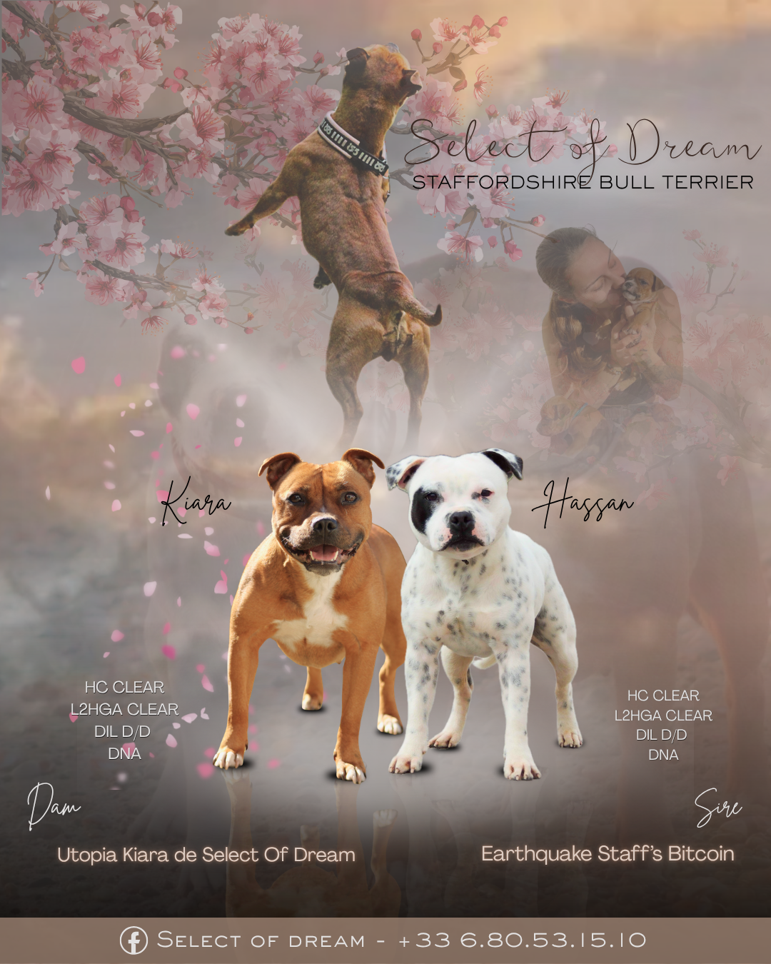 Chiot Staffordshire Bull Terrier Select Of Dream