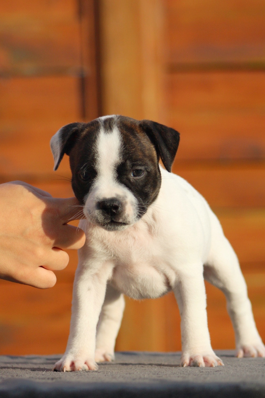 Select Of Dream - Chiots disponibles - Staffordshire Bull Terrier