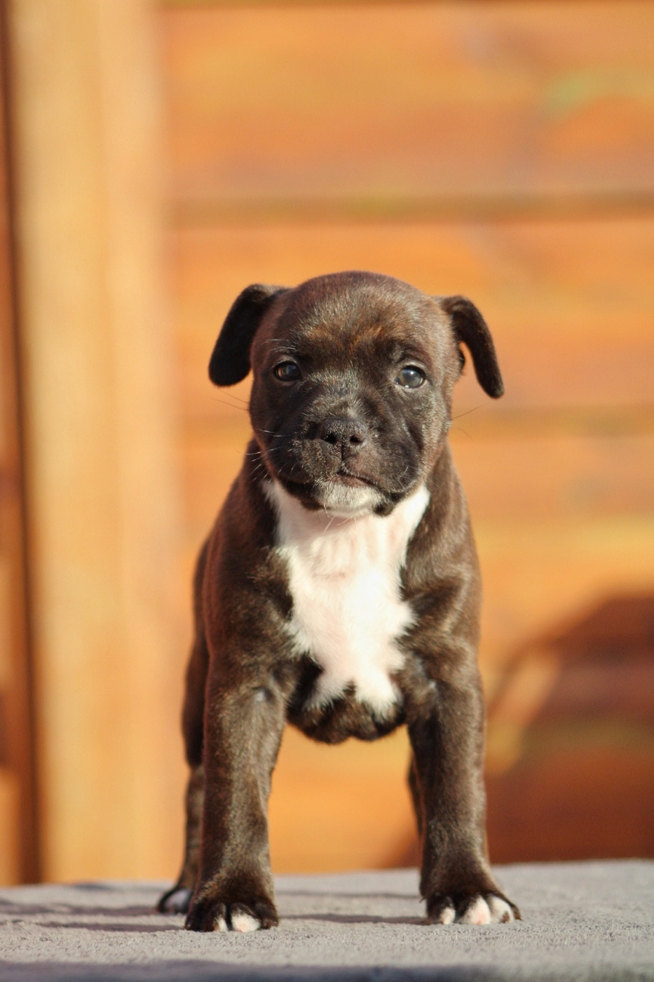 Select Of Dream - Chiots disponibles - Staffordshire Bull Terrier