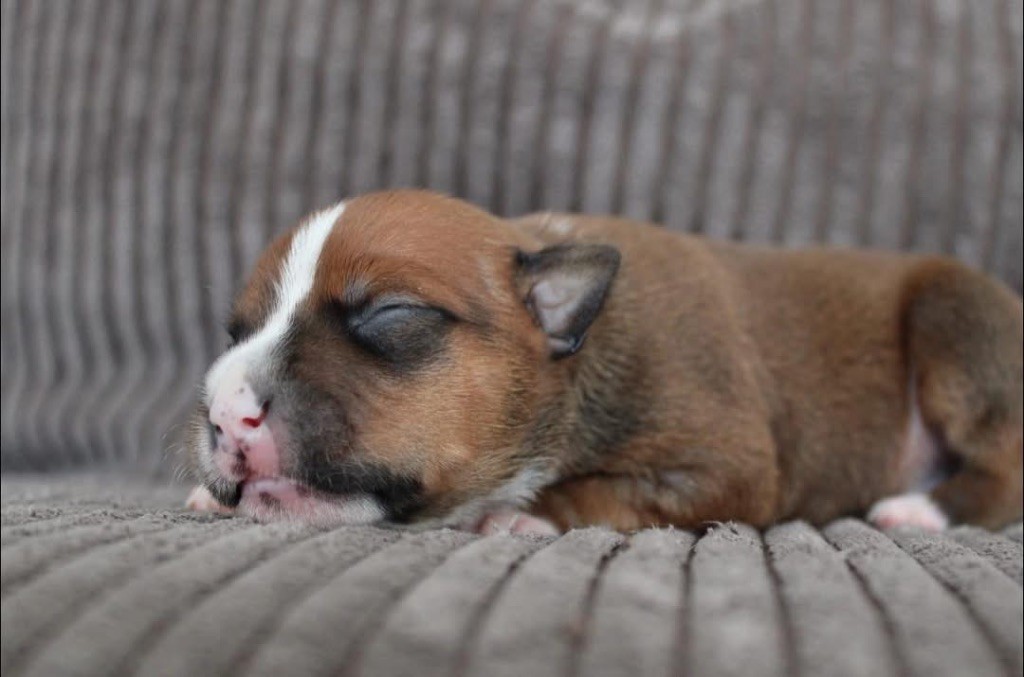 Select Of Dream - Chiots disponibles - Staffordshire Bull Terrier