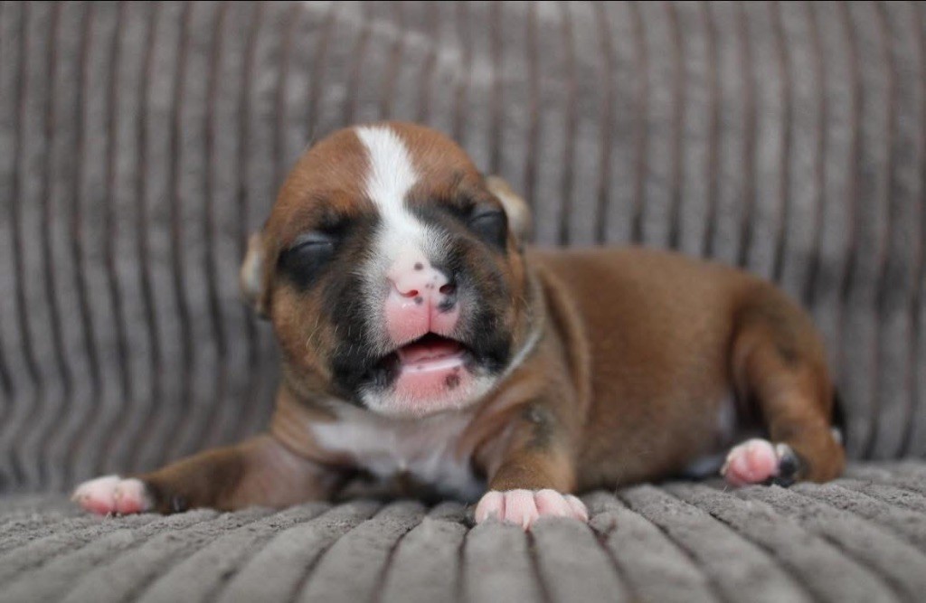 Select Of Dream - Chiots disponibles - Staffordshire Bull Terrier