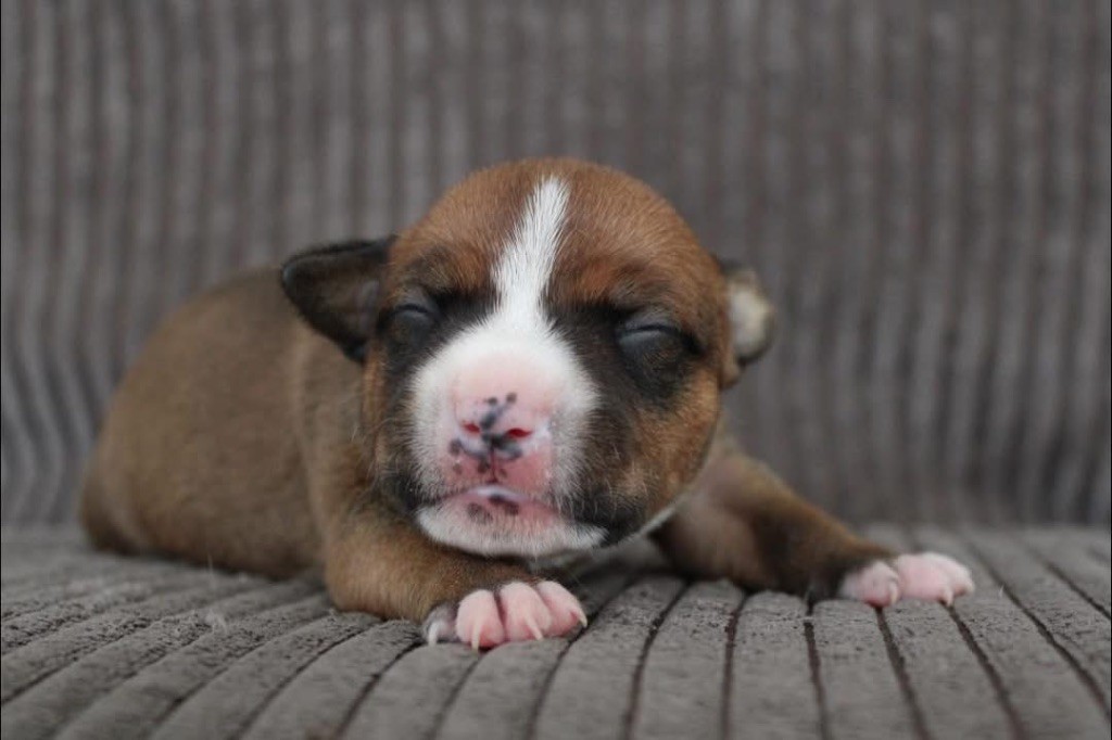 Select Of Dream - Chiots disponibles - Staffordshire Bull Terrier