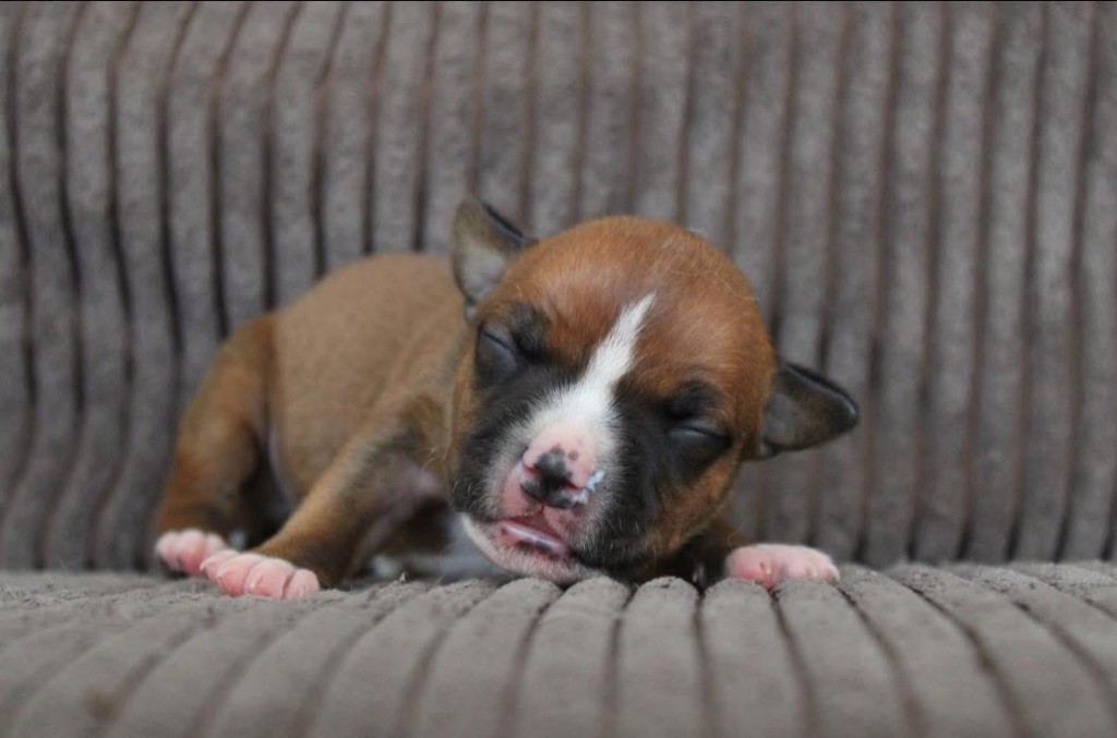 Select Of Dream - Chiots disponibles - Staffordshire Bull Terrier