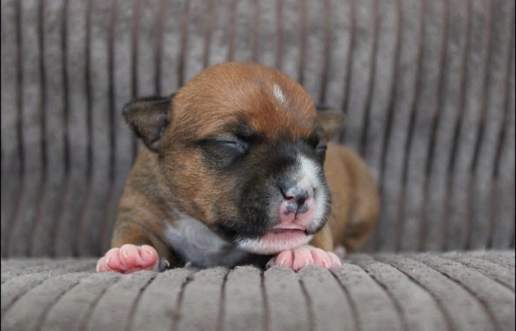 Select Of Dream - Chiots disponibles - Staffordshire Bull Terrier