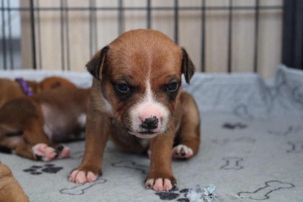 Select Of Dream - Chiots disponibles - Staffordshire Bull Terrier