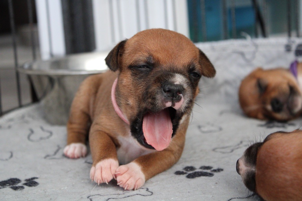 Select Of Dream - Chiots disponibles - Staffordshire Bull Terrier