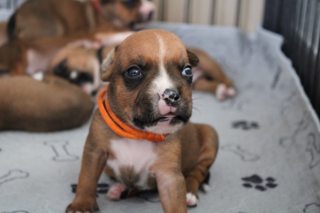 Select Of Dream - Chiots disponibles - Staffordshire Bull Terrier