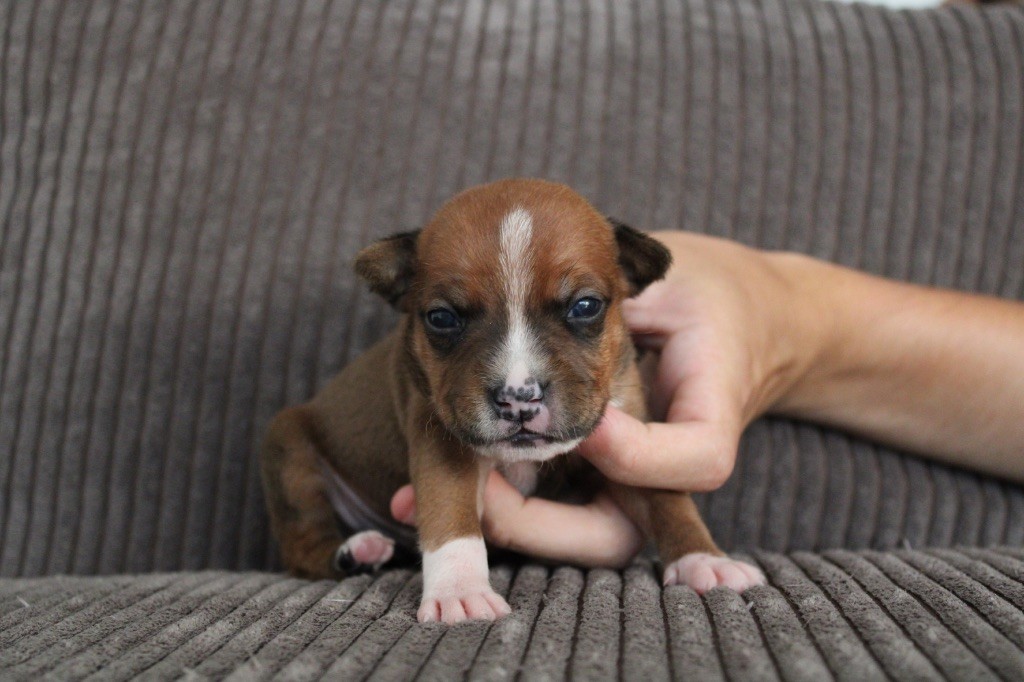 Select Of Dream - Chiots disponibles - Staffordshire Bull Terrier