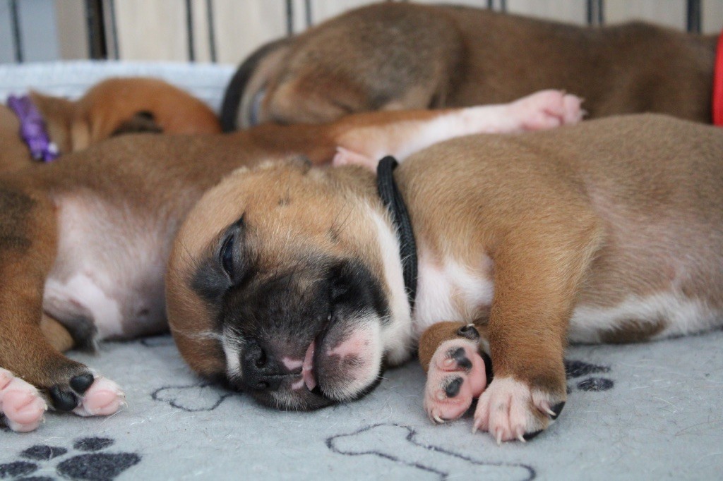 Select Of Dream - Chiots disponibles - Staffordshire Bull Terrier
