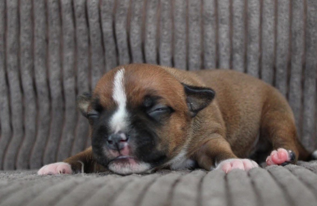 Select Of Dream - Chiots disponibles - Staffordshire Bull Terrier