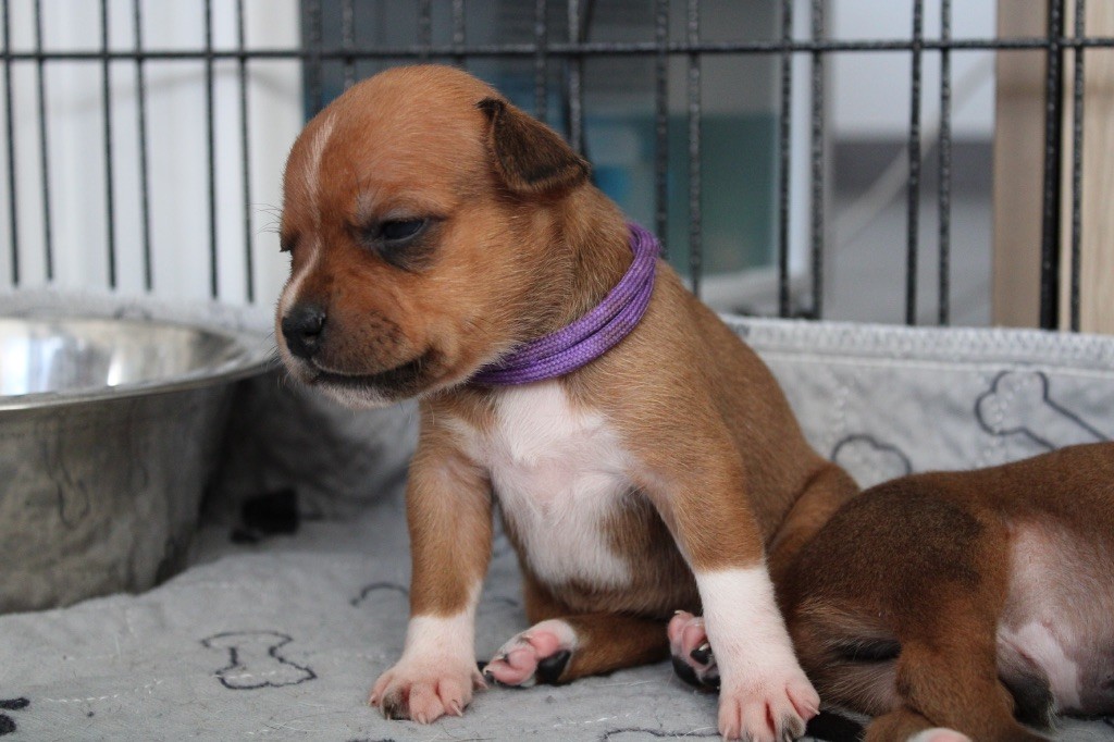 Select Of Dream - Chiots disponibles - Staffordshire Bull Terrier